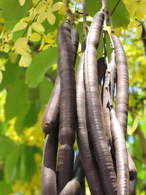 Sarakondrai full fruit (dry)100gms