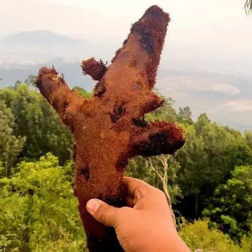 Mudavattu kilangu